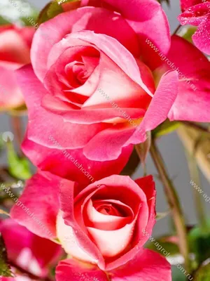 Фото розы шогун: нежное воплощение красоты и изящества в одном цветке
