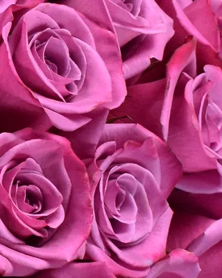 Фотография розы шогун: откройте для себя всю гамму красок и эмоций этого цветка