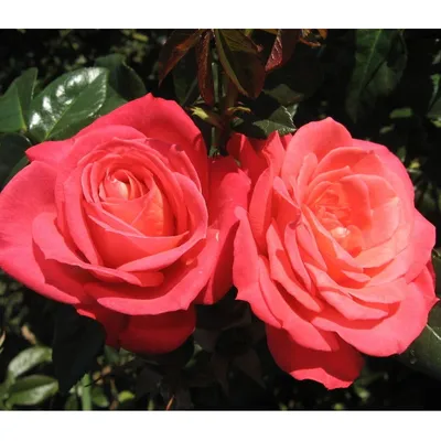 Фотка розы шогун: ощутите роскошь и изящество этого растения