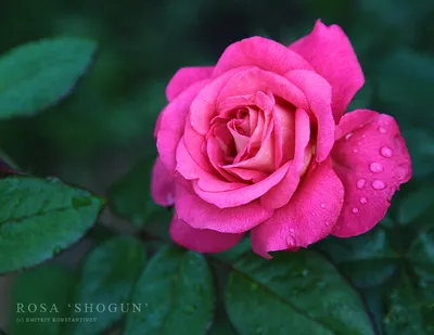 Роза шогун: фото с неповторимыми оттенками и текстурой лепестков