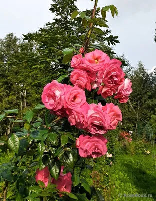 Фото розы шогун: прекрасное дополнение к вашему интерьеру
