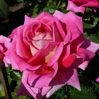 Красивая роза шок-версилия в формате jpg