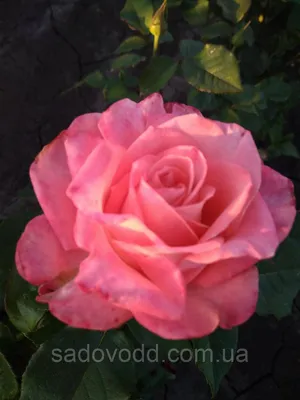 Изображение розы шок-версилии с возможностью выбора формата