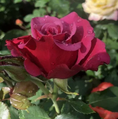 Очаровательная роза шок-версилия на фото