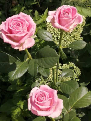 Красивое изображение розы шок-версилии