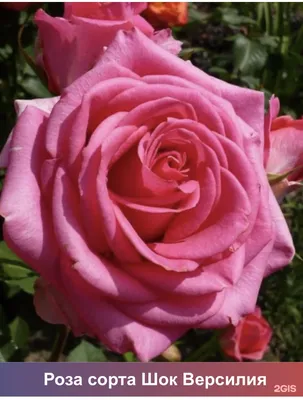 Уникальная роза шок-версилия на фотографии