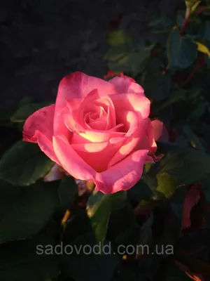 Выразительная фотография розы шок-версилии