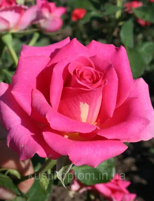 Изысканная роза шок-версилия в png