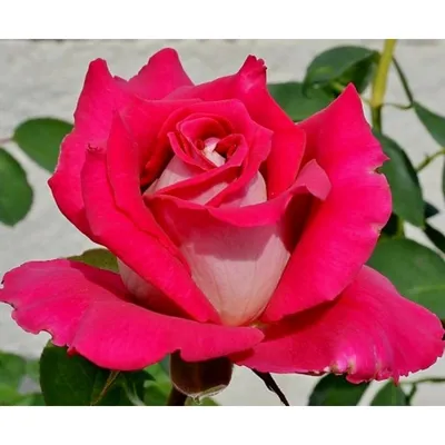 Роза шок-версилия: пленительные оттенки на изображении