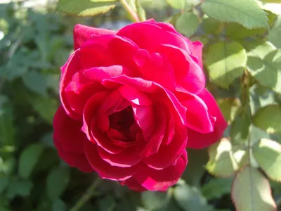 Фотография розы шок-версилии в формате png