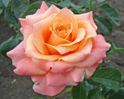 Изображение розы шок-версилии в формате webp