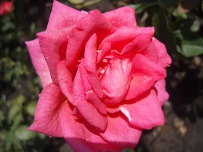 Роза шок-версилия на фоне природы: колоритные оттенки на фото