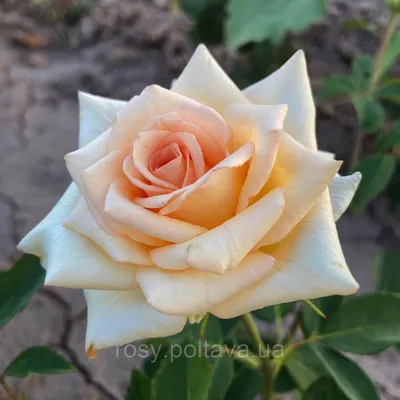 Пленительное изображение розы шок-версилии