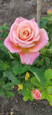 Изящная роза шок-версилия на фотографии