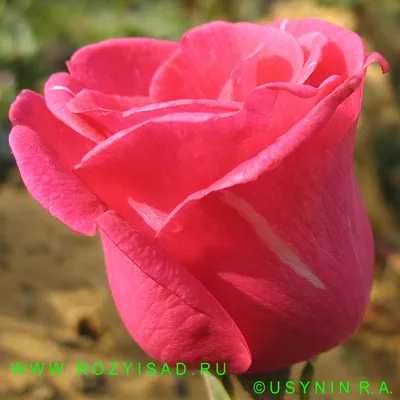 Фотка розы шок-версилии: красота и гармония