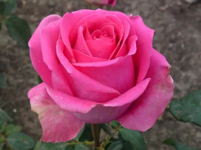 Фотография розы шок-версилии в формате webp