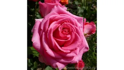 Утонченная картинка розы шок-версилии