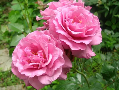 Фото розы шок-версилии с яркими и насыщенными цветами