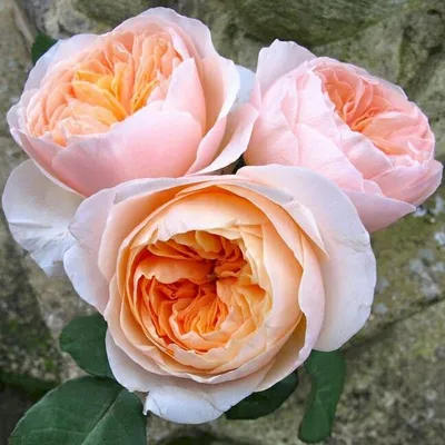 Красивое изображение розы шок-версилии в формате png