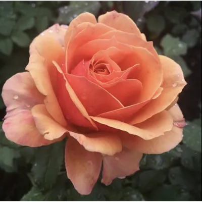 Очаровательная роза шок-версилия на фото в webp