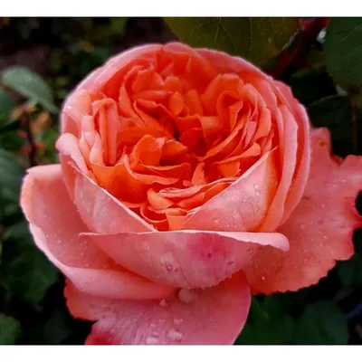 Фотография розы шок-версилии: притягательный вид