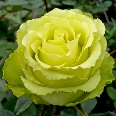 Уникальное изображение розы шок-версилии