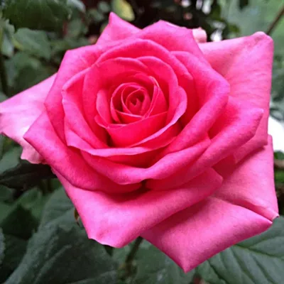 Роза шок-версилия: гармония цвета и формы