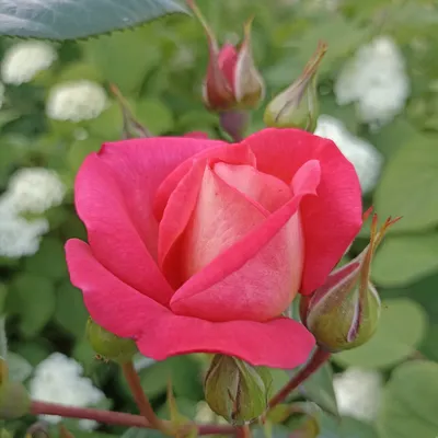 Фото розы шок-версилии с возможностью скачать в разных размерах