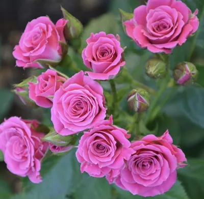 Изображение розы шок-версилии для любителей красоты