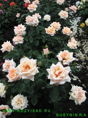 Фото розы шок-версилии с пышными лепестками