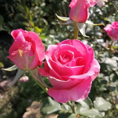 Роза шок-версилия великолепно смотрится на фото