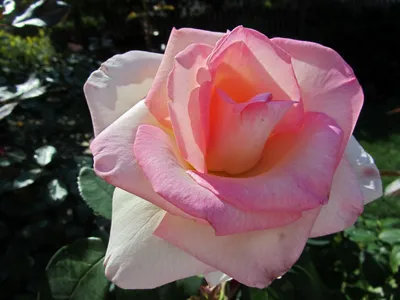 Изображение розы шок-версилии с разными форматами скачивания