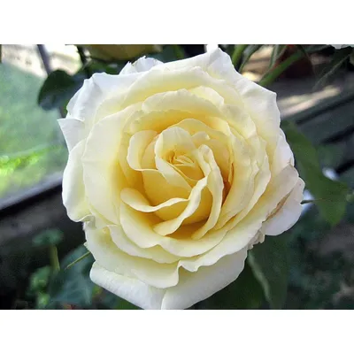 Фотография розы шопен