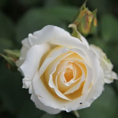 Фотка розы шопен