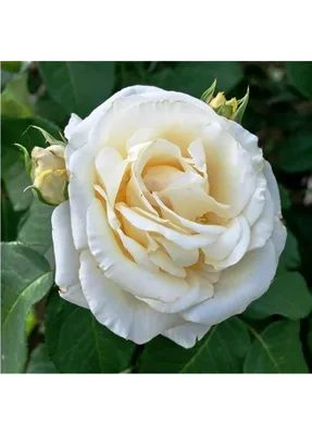 Уникальная роза шопен
