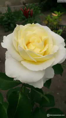 Блестящая роза шопен