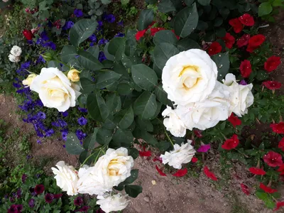 Роза шопен с яркими цветами