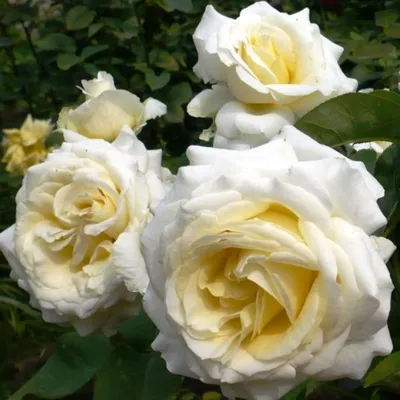 Роза шопен сочетает гармонию цветов
