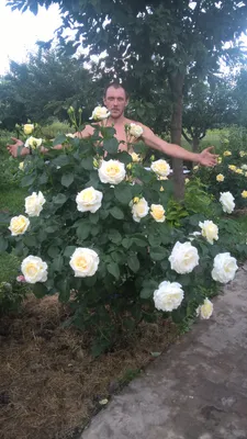 Удивительная роза шопен