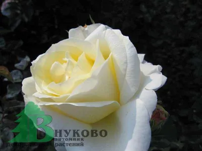 Изображение розы шопен с нежным ароматом