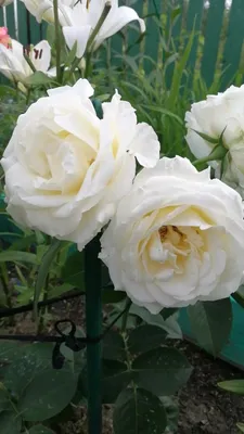 Роскошная роза шопен в саду