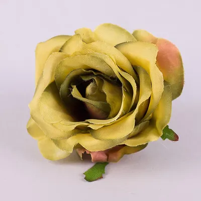 Роза шопен с каплей росы