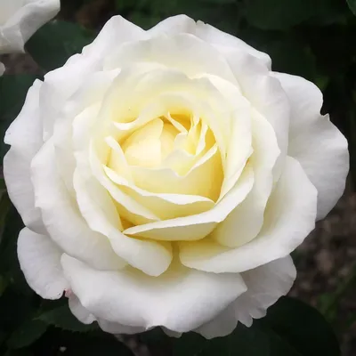 Фото розы шопен на белом фоне