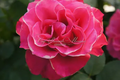 Изображение розы шопен с тонким узором на лепестках