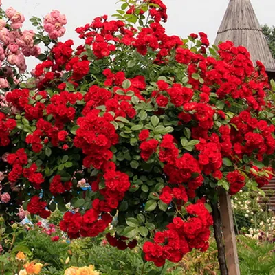 Красивая фотка Роза скарлет мейяндекор в разных размерах