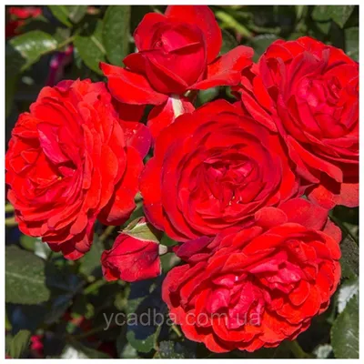 Красивая фотка Роза скарлет мейяндекор с эффектом зеркального отражения
