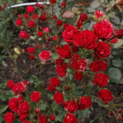 Фото Роза скарлет мейяндекор в формате jpg с эффектом глубины