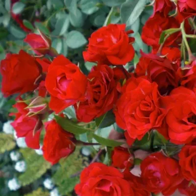 Фото Роза скарлет мейяндекор с возможностью выбора цветовой гаммы