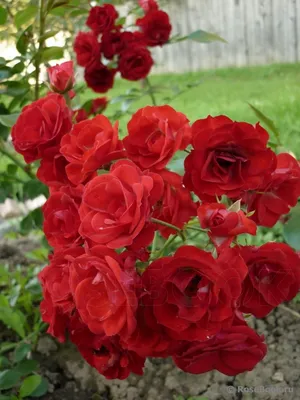 Красивая фотка Роза скарлет мейяндекор с детальным планом