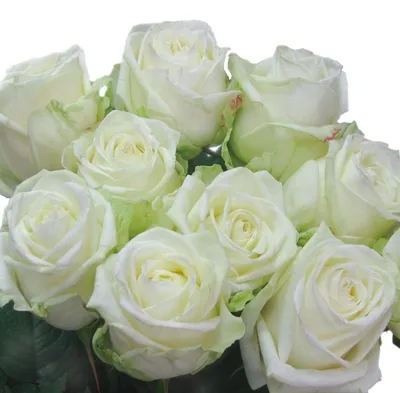Огромное фото розы сорта Маруся в формате jpg